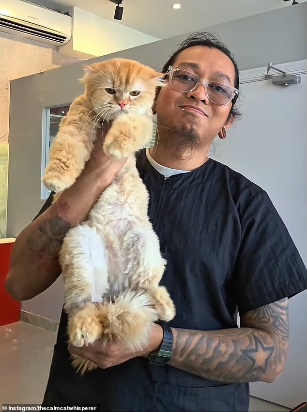 Donnie, known online as @thecalmcatwhisperer, gently soothes an anxious feline during one of his viral grooming sessions