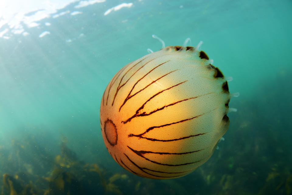 Compass jellyfish underwater.