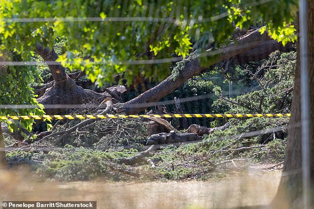 The devastating scene of the collapsed tree at Chalkwell Park that killed little Leonna Ruka