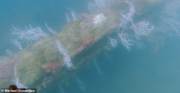 Massive structures were found around 65 feet below the surface. The team also identified 'long, linear structures' etched across the ocean floor