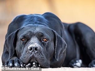 A cane corso dog (stock image)