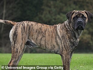 A boerboel dog (stock image)