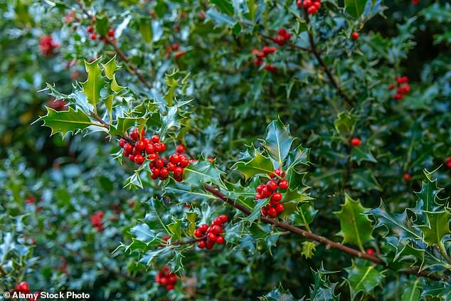 Police say thorny or prickly plants can act as a decent deterrent for would-be burglars seeking to break into your home (file image)
