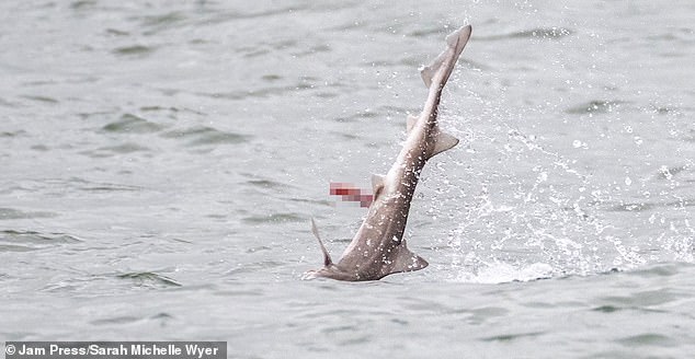 The bottlenose dolphin, which has been nicknamed Jack the Flipper, was caught on camera attacking a smooth-hound shark last week