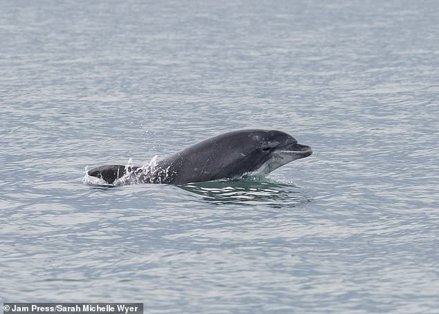 Killer dolphin Anakin is seen swimming off the coast of Wales