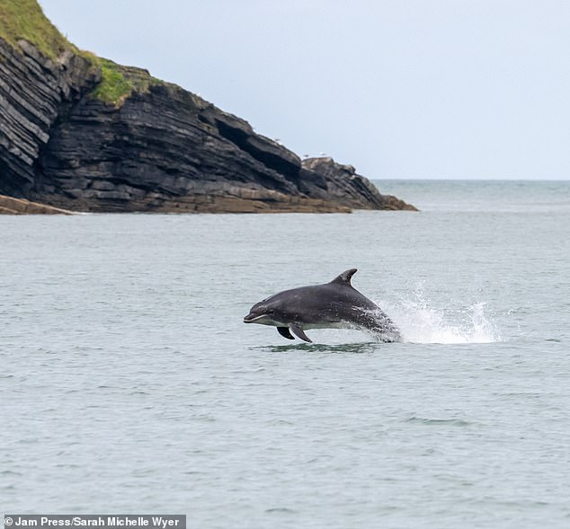 The dolphin was initially named Anakin - after the young Jedi knight in the Star Wars franchise - by Sarah Michelle Wyer