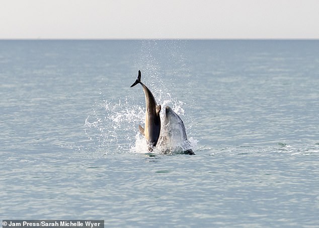 Three months ago Anakin was also seen killing a baby common dolphin by repeatedly tossing it out of the water
