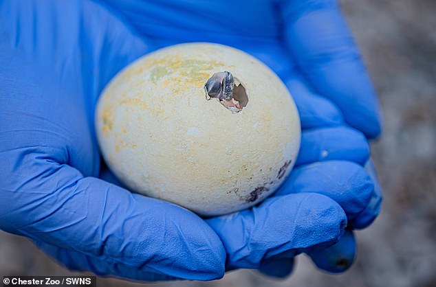 One of the Humboldt chicks pokes its beak out of a hole made in its egg during hatching