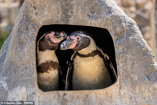 The pair of males were given a chick to raise by zookeepers to give it the best chance