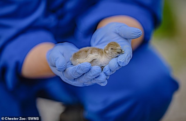 A tiny baby chick is checked over by zookeepers shortly after hatching