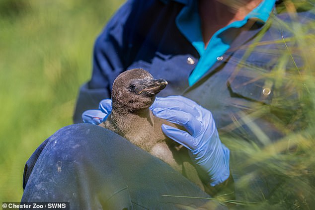The Humboldt chicks are now thought to be 'days away' from their first swimming lessons