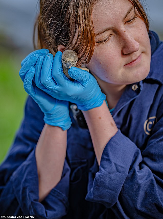 A keeper at Chester Zoo gives a checkup on one of the adorable chicks
