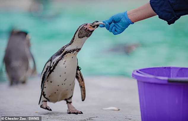 Feeding time for the Chester Zoo Humboldt penguins