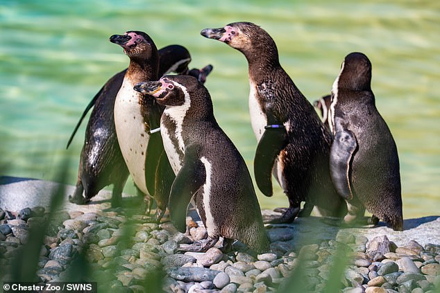 The highly-threatened Humboldt species is one of the most at risk of extinction