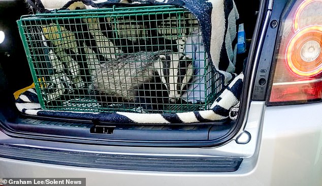 Pictured here are some of the rescued badgers that Mr Lee had cared for. Lupton had branded him an 'evil badger man'