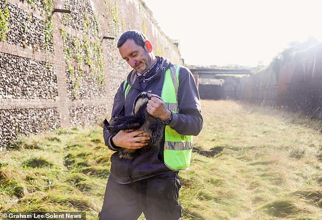 Mr Lee, a wildlife volunteer, who would leave food out for badgers on his driveway in idyllic coastal village Freshwater Bay, on the Isle of Wight, said the moggy had actually died of old age