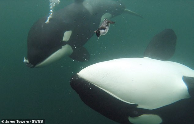 The 'gifts' have ranged from fish, birds, stingrays, chunks of meat, and in one case, even a turtle