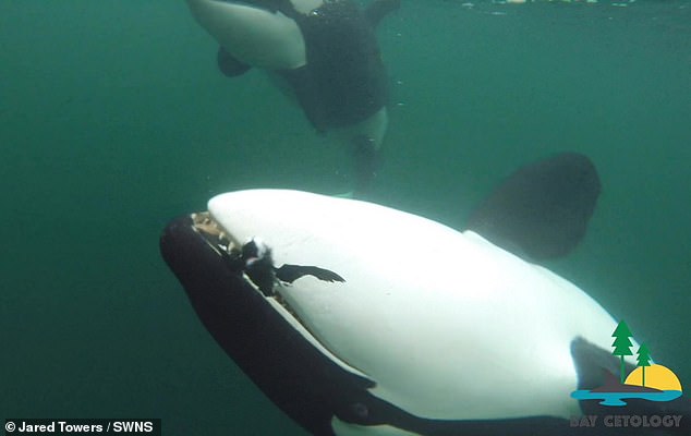 In several cases, bemused recipients took the unusual tokens, gave them a once-over, and gently tossed them back – only for the whale to retrieve and extraordinarily offer them again