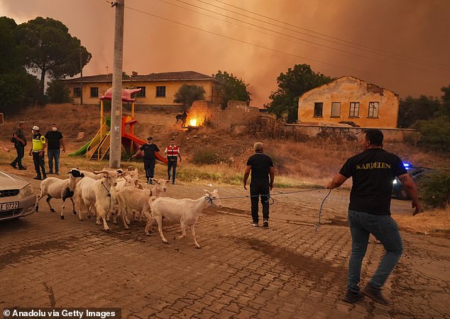 People evacuate their animals as smoke rises from burning area while intervention continues against the fire that broke out yesterday in the forest area in Odemis district of Izmir