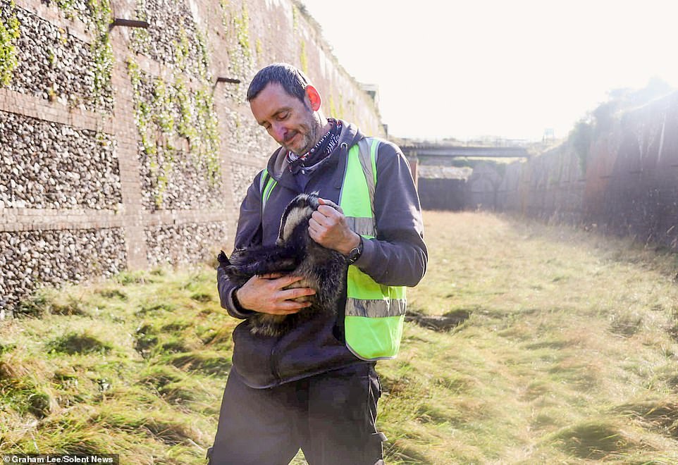 Mr Lee, a wildlife volunteer, who would leave food out for badgers on his driveway in idyllic coastal village Freshwater Bay, on the Isle of Wight, said the moggy had actually died of old age