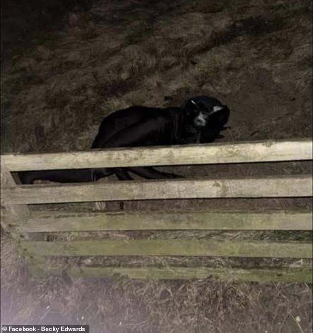 Pictures and videos on social media show the peculiar person prancing along a path and wriggling under fences near a local Harvester pub