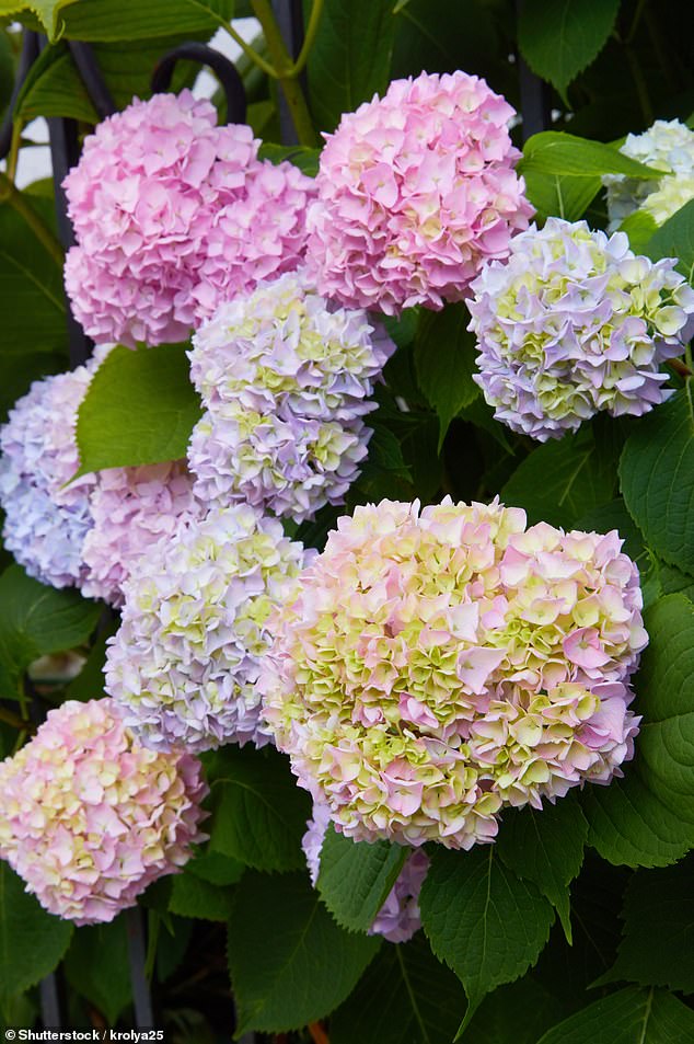 Wedding flower growers have warned of a shortage after struggling with one of the UK's driest springs on record