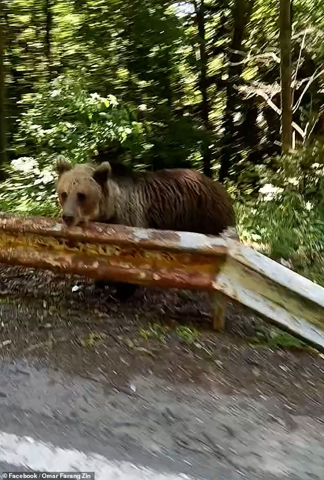 Omar shared footage the day before his death of him driving past a bear that was perched up on the side of the road