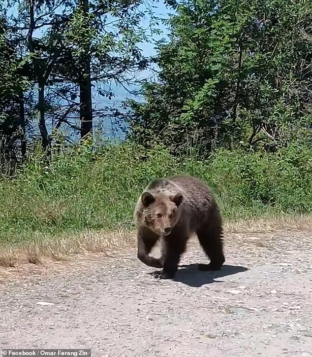 The tourist shared images and videos of his bear sightings prior to his death