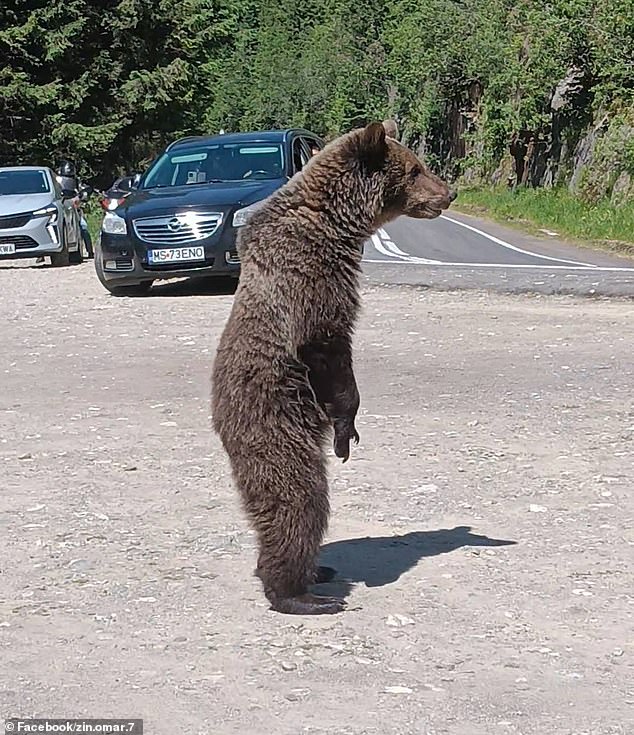 Just a day before the tragic incident, the motorcyclist had posted pictures of a bear, which appeared to be stood dangerously close to him