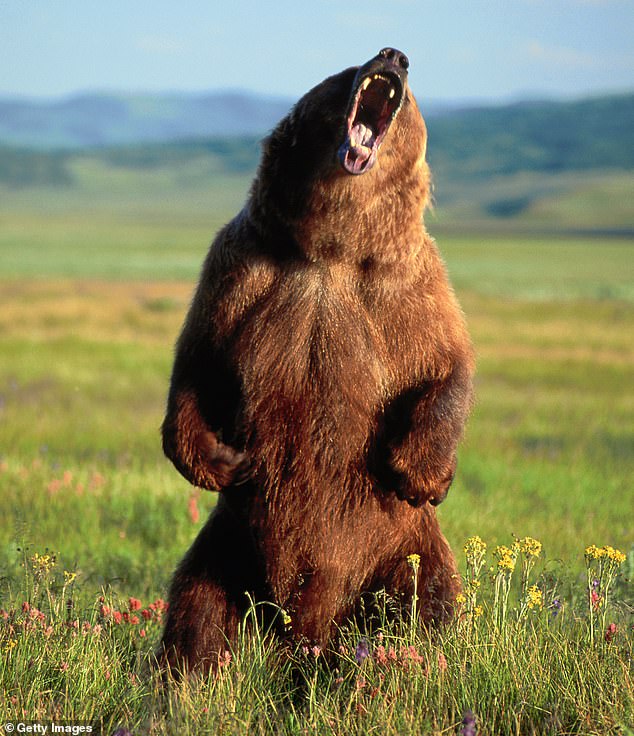 The state also has around 100,000 black bears and 30,000 brown bears