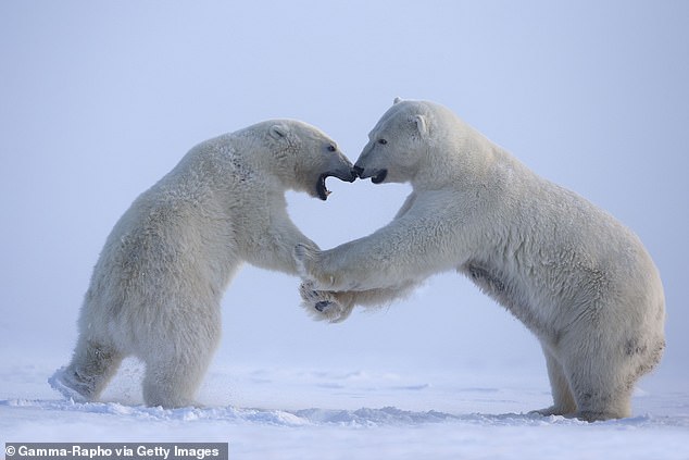 Alaska has up to 7,000 polar bears (pictured: stock image of polar bears in Alaska)