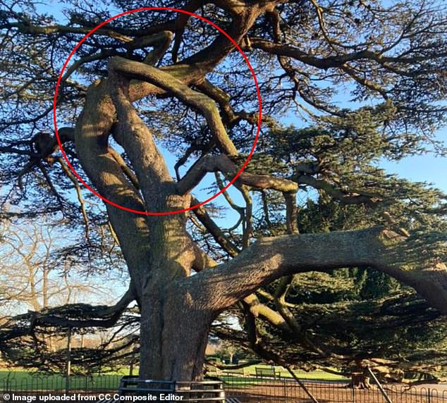 Circled, the branch of the centuries old cedar of Lebanon that broke off and killed Leonna and seriously injured her six-year-old cousin