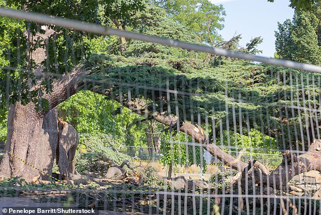 The now fenced-off cedar was regarded as the ‘centrepiece’ of the park
