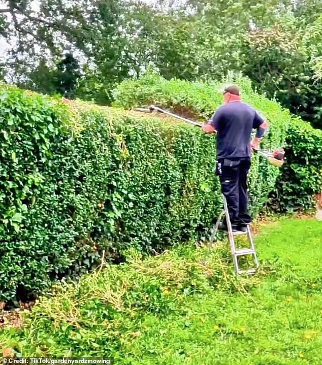 By the end of the video, the guerrilla gardener had taken off a considerable chunk from the top of the shrub and seemed satisfied with the transformation