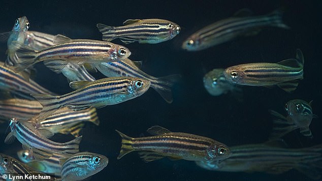 Adult zebrafish in the lab. Around 70 per cent of human genes are found in zebrafish, according to scientists, which makes them well suited as lab models