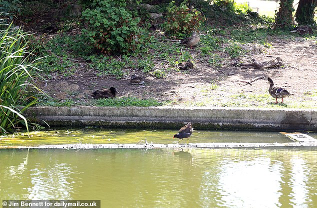 This peer pressure has led to shocking incidents, including the murder of one duck which has left the community scarred