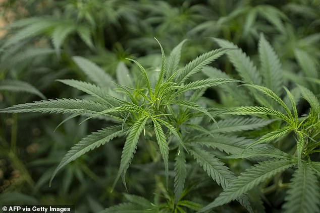 Data shows that despite 68,513 people being found in possession of cannabis, only 17,000 were charged