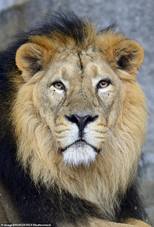 The zoo in regional Queensland is home to many different big cat species