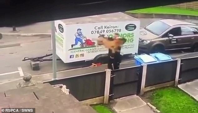 He then launches his elderly dog over his own garden fence
