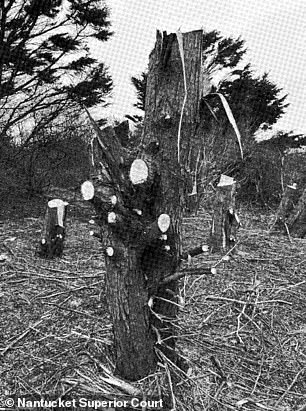 Belford, who is suing on behalf of her family's trust, claimed losing the trees has caused emotional distress