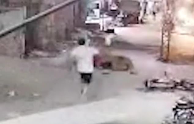A man heroically came to the woman's aid and chased the lion away