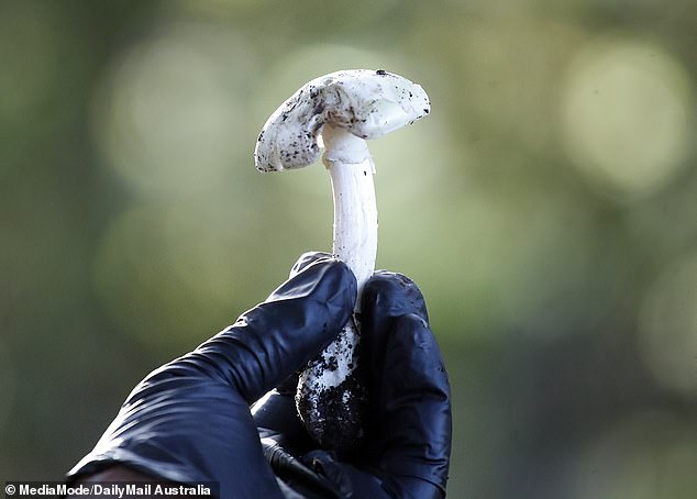 A suspected death cap mushroom found by Daily Mail Australia on June 11 at Loch Reserve, the spot where Patterson was accused of visiting prior to the lunch that killed her guests