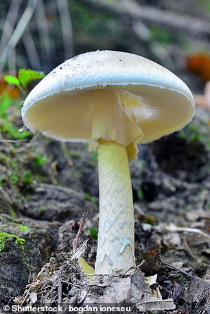 Deadly death cap mushrooms were reportedly used by Emperor Nero's mother to kill her husband