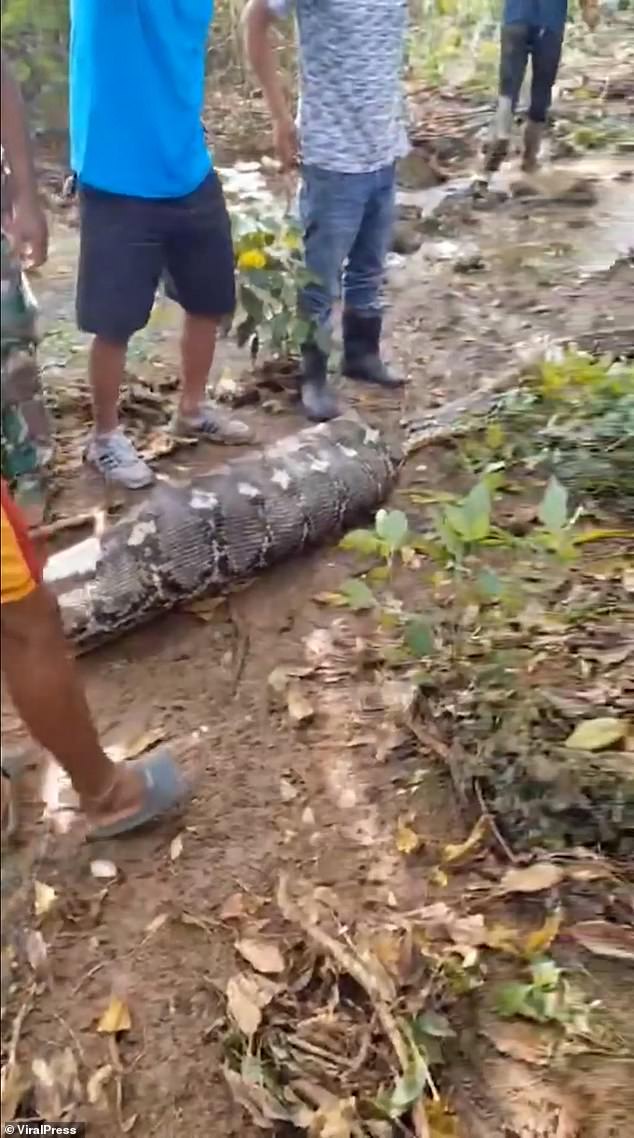 The snake was motionless after being weighed down by the prey in its stomach