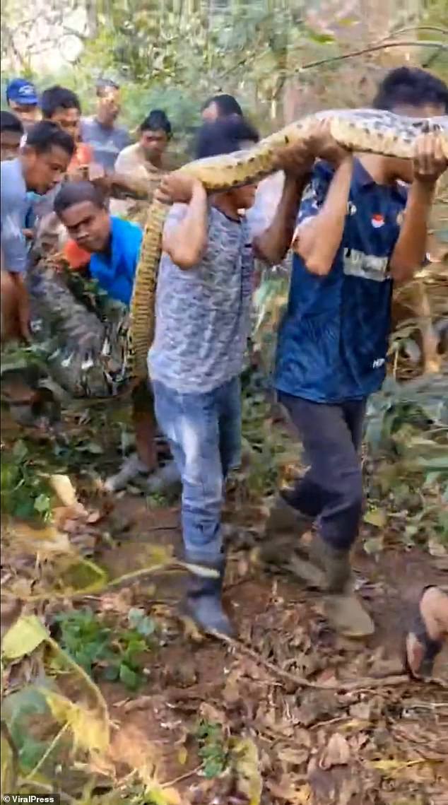 Local wildlife experts believe the surge in snake sightings comes as a result of a disturbance
