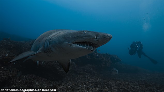 Sharks Up Close With Bertie Gregory sees the wildlife filmmaker and his team head to South Africa