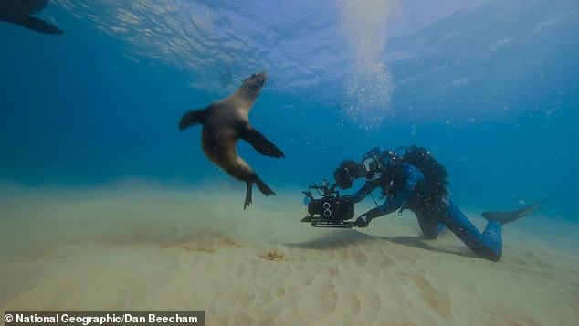 Despite their formidable mouths, Bertie revealed that ragged tooth sharks are actually 'shy' and can be spooked by simply the bubbles from breathing