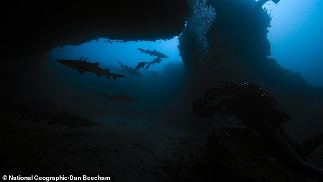 He also has a keen eye for behaviours to look out for in sharks, to ensure he is safe when diving so closely with them