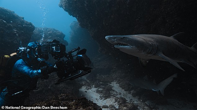 Bertie does manage to get up close with other shark species and in one dramatic scene, dives into the 'Shark cathedral'
