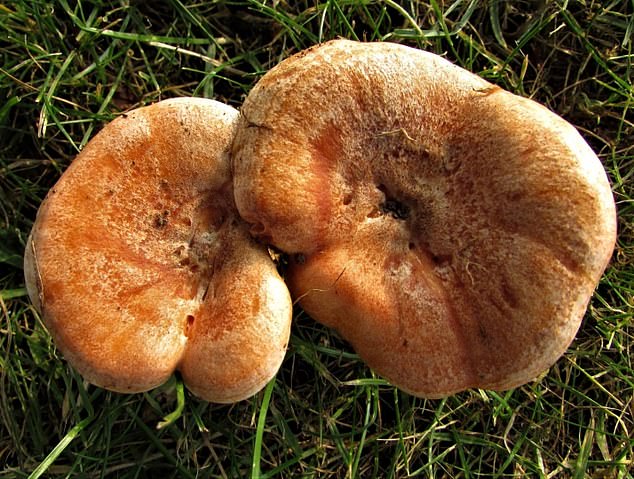 Bleeding a bright carrot-orange liquid when cut, the Saffron Milkcap is more common in northern England and Scotland, where it is found in pine woodlands. The edible mushroom should be cooked and tends to keep good texture after cooking